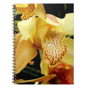 Blassgelbes Cymbial Orchid Foto Notebook Notizblock