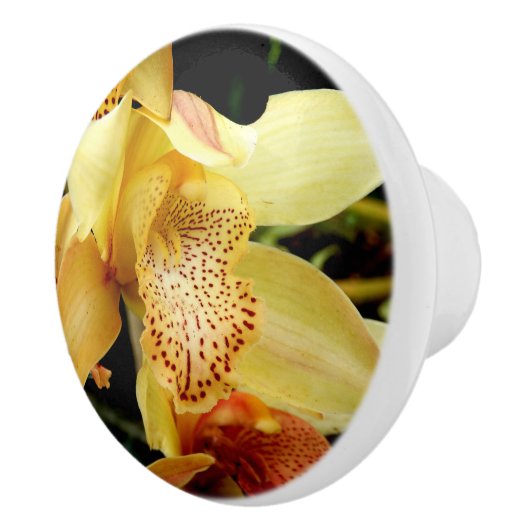 Blassgelbes Cymbidium Orchid Keramik Knochen Keramikknauf (Rechts)