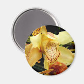 Blassgelbes Cymbidium Orchid Magnet (Vorderseite/Rückseite)
