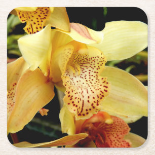 Blassgelbes Cymbidium Orchid Paper Untersetzer