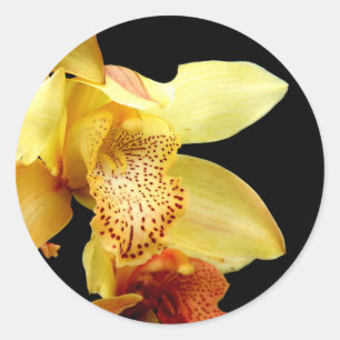 Blassgelbes Cymbidium Orchid Stickers