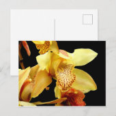 Blassgelbes Cymbidium Orchidee Postkarte (Vorne/Hinten)