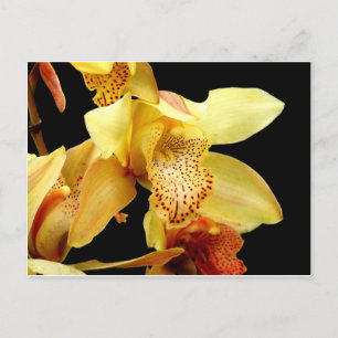 Blassgelbes Cymbidium Orchidee Postkarte