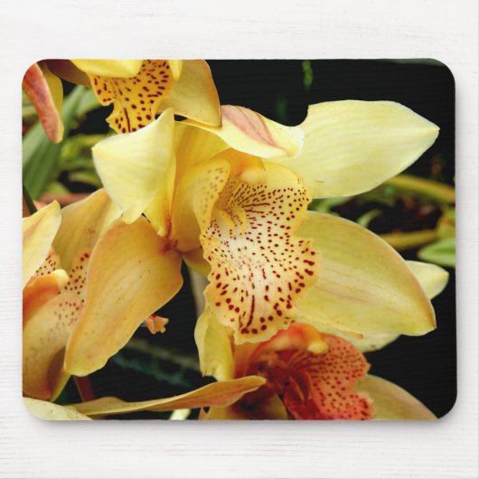 Blassgelbes Cymbidium Orchideenmatte Mousepad (Vorne)