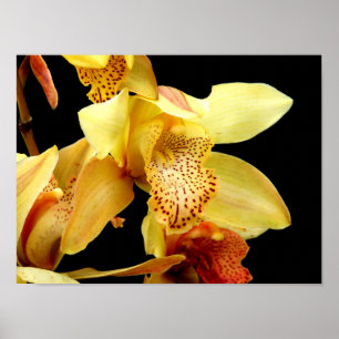 Blassgelbes Cymbidium Orchideenplakat Poster
