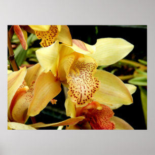 Blassgelbes Cymbidium Orchideenplakat Poster