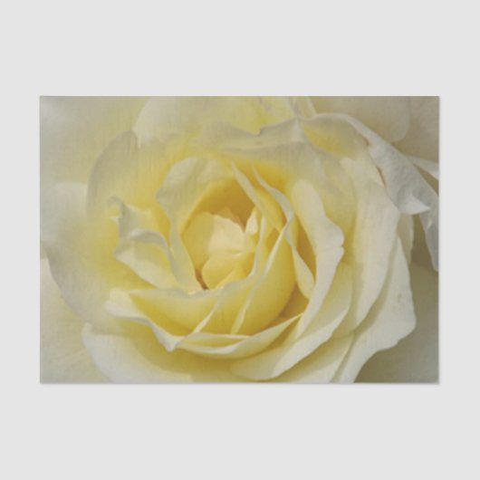 Blassgelbes Rosenpapier Seidenpapier (Vorderseite)