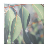 Blassgrüne Eukalyptus-Tree-Blätter Fliese (Vorderseite)