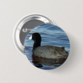 Blässhuhn des Common-B27 Button (Vorne & Hinten)