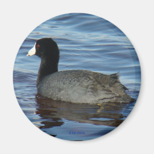 Blässhuhn des Common-B27 Magnet