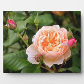 Blassorange Rose und Buds Fotoplatte (Vorderseite)