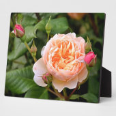 Blassorange Rose und Buds Fotoplatte (Seite)