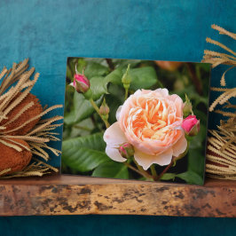 Blassorange Rose und Buds Fotoplatte