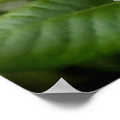 Blassorange Rose und Buds Poster (Ecke)