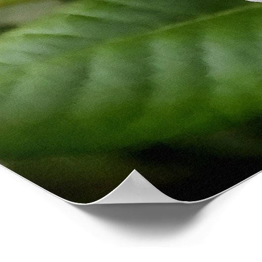 Blassorange Rose und Buds Poster (Ecke)