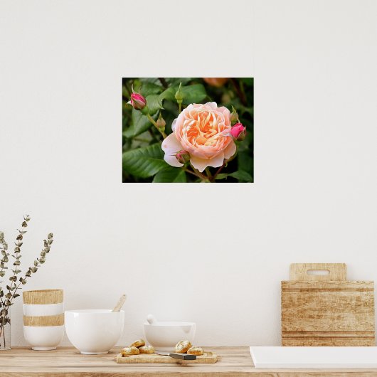 Blassorange Rose und Buds Poster (Küche)