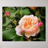 Blassorange Rose und Buds Poster (Vorne)