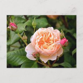 Blassorange Rose und Buds Postkarte