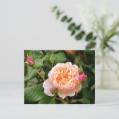 Blassorange Rose und Buds Postkarte (Stehend Vorderseite)