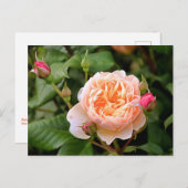 Blassorange Rose und Buds Postkarte (Vorne/Hinten)