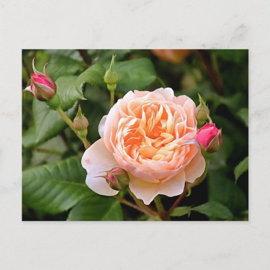 Blassorange Rose und Buds Postkarte (Vorderseite)