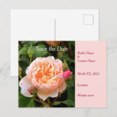 Blassorange Rose und Buds Save the Date Ankündigungspostkarte (Vorne/Hinten)