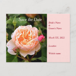 Blassorange Rose und Buds Save the Date Ankündigungspostkarte