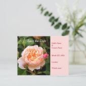 Blassorange Rose und Buds Save the Date Ankündigungspostkarte (Stehend Vorderseite)