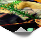 Blassorange Wildpilze Nah Poster (Ecke)