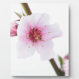 Blassrosa Blume Fotoplatte