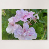 Blassrosa Efeu-Geranie, Oakland Puzzle (Horizontal)