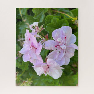 Blassrosa Efeu-Geranie, Oakland Puzzle