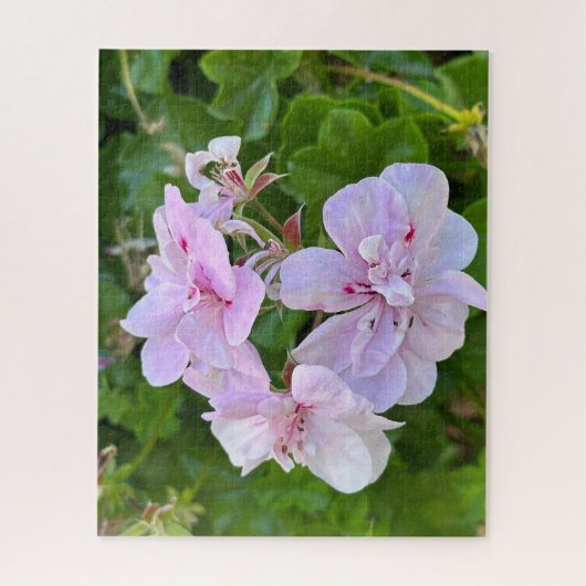 Blassrosa Efeu-Geranie, Oakland Puzzle (Vertikal)
