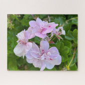 Blassrosa Efeu-Geranie, Oakland Puzzle (Horizontal)