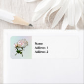 Blassrosa Pfingstrose und Knospe (Insitu)