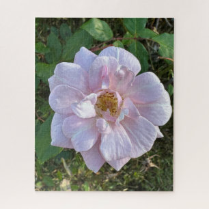Blassrosa Rose, Oakland Puzzle