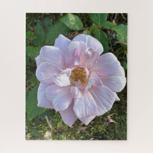 Blassrosa Rose, Oakland Puzzle (Vertikal)