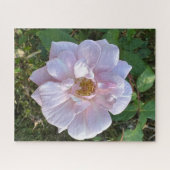 Blassrosa Rose, Oakland Puzzle (Horizontal)