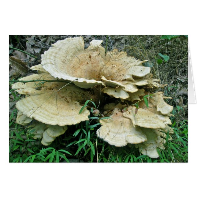 Blassrost-Fungus-Koordinaten (Vorderseite (Horizontal))