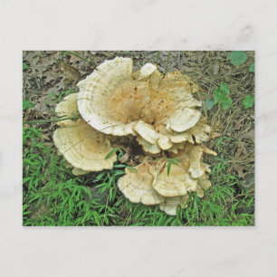 Blassrost-Fungus-Koordinaten Postkarte
