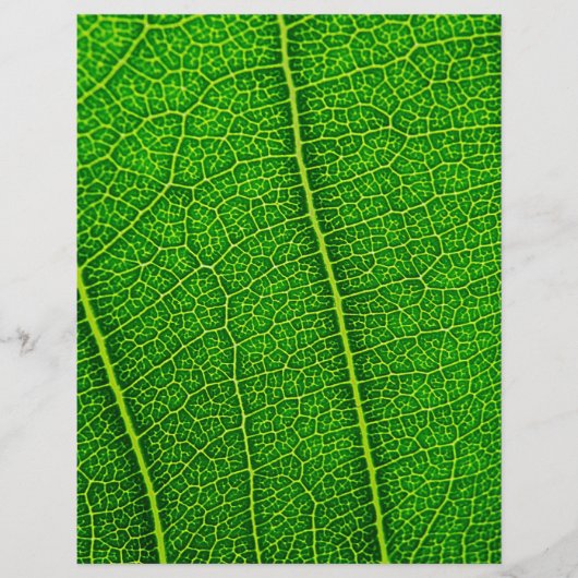 Blatt (Vorne)