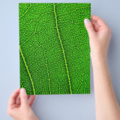 Blatt (Hand)