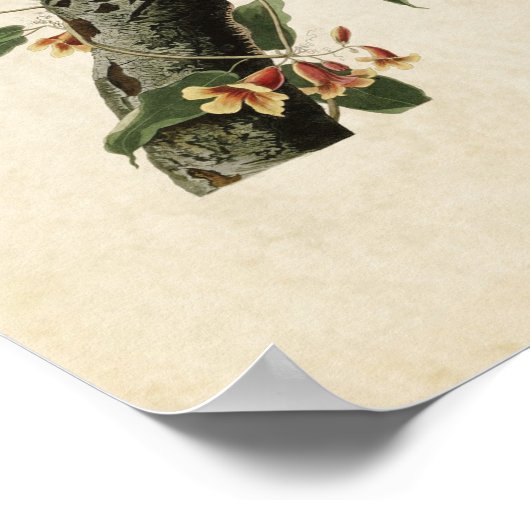 Blatt 102 | Blue Jay | Vögel in Amerika Poster (Ecke)