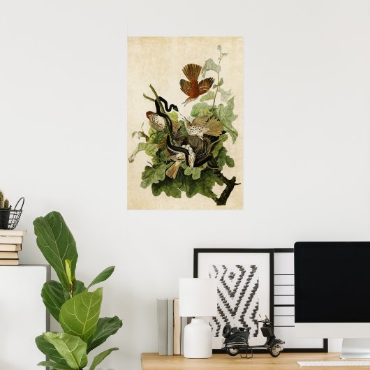 Blatt 116 | Ferruginous Thrush | Vögel in Amerika Poster (Heimbüro)