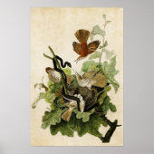 Blatt 116 | Ferruginous Thrush | Vögel in Amerika Poster (Vorne)