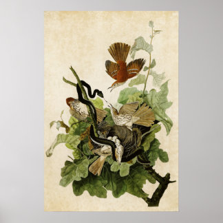 Blatt 116 | Ferruginous Thrush | Vögel in Amerika Poster