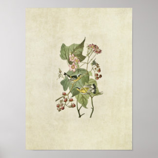 Blatt 123 | Schwarz-Gelb-Warbler Poster