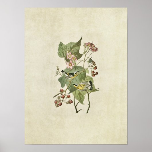 Blatt 123 | Schwarz-Gelb-Warbler Poster (Vorne)