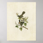 Blatt 128 | Katvogel | Vögel in Amerika Poster (Vorne)