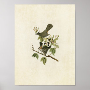 Blatt 128   Katvogel   Vögel in Amerika Poster